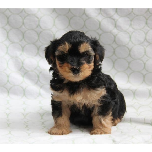 Meet your Posher, Christina - Picture 2 of 4